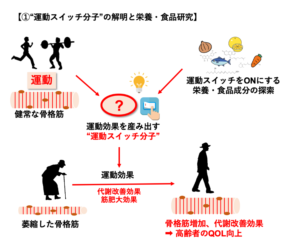 「運動応答の解明と栄養・食品研究」のイメージ