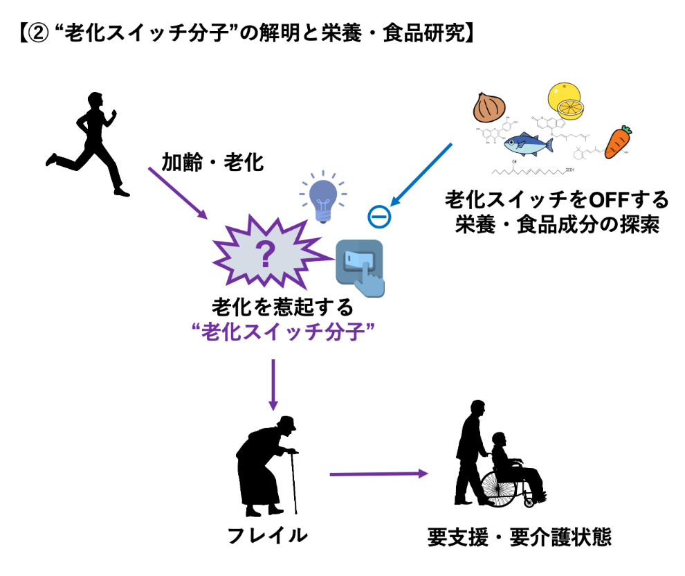 「アンチエイジングに資する栄養・食品成分に関する研究」のイメージ