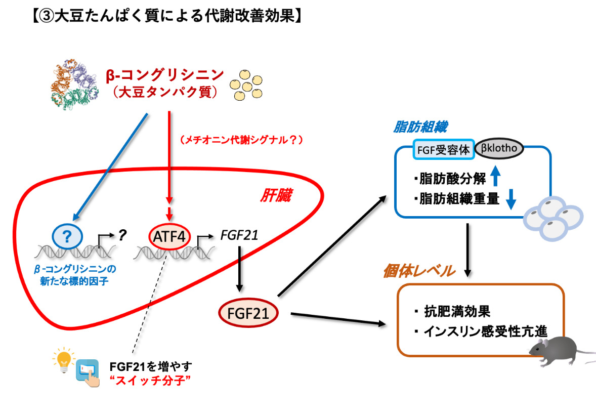 「大豆たんぱく質による代謝改善効果に関する研究」のイメージ