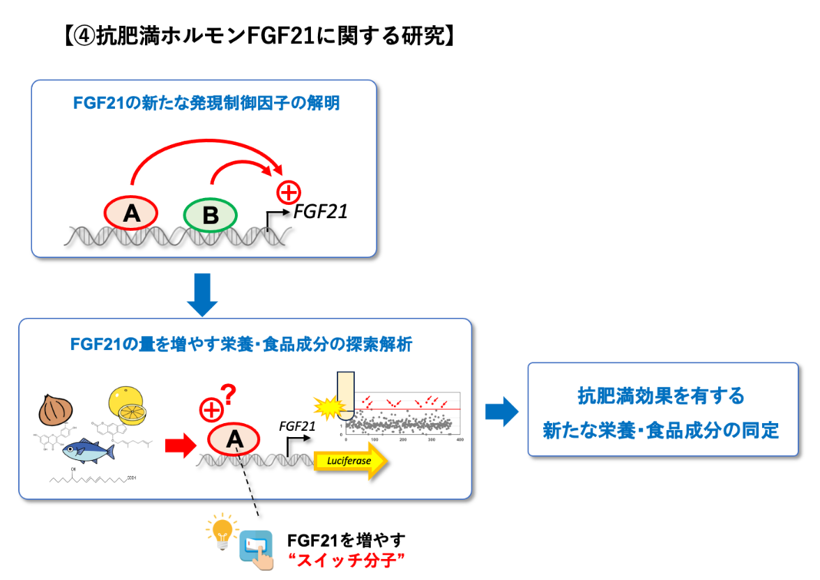 「抗肥満ホルモンFGF21に関する研究」のイメージ